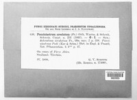 Thekopsora areolata image